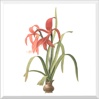 Jacobean Lily