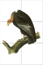 California Condor