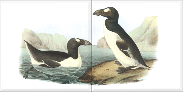 Great Auk