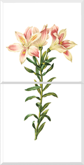 Peruvian Lily (Alstroemeria Pelegrima)