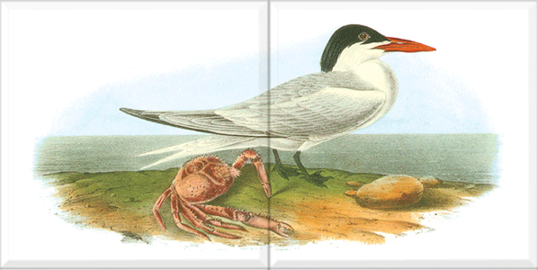 Royal Tern