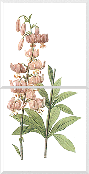 Turk's-Cap Lily (Lilium Martagon)