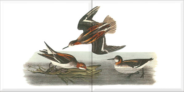 Red-necked Phalarope