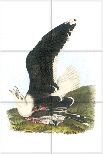 Great Black-backed Gull