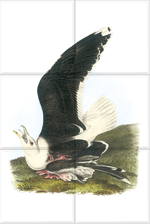 Great Black-backed Gull