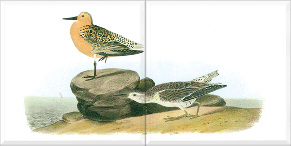 Red Knot