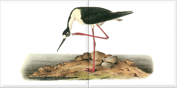 Black-necked Stilt