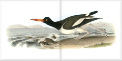 American Oystercatcher