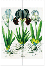 Iris 1
