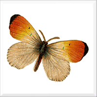 Butterfly 6