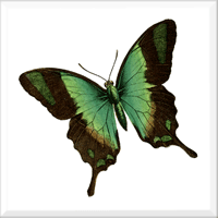 Butterfly 7