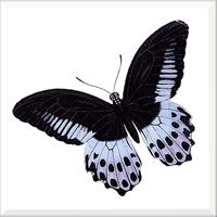 Butterfly 8