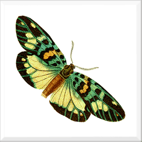 Butterfly 9