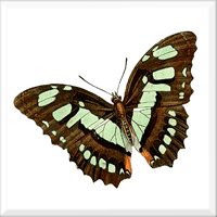 Butterfly 2