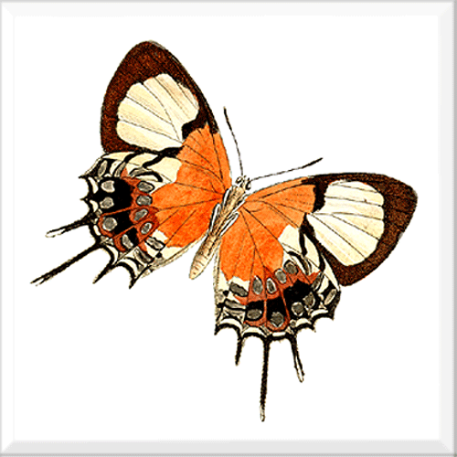 Butterfly 11