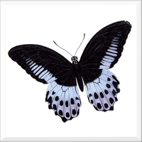 Butterfly 12