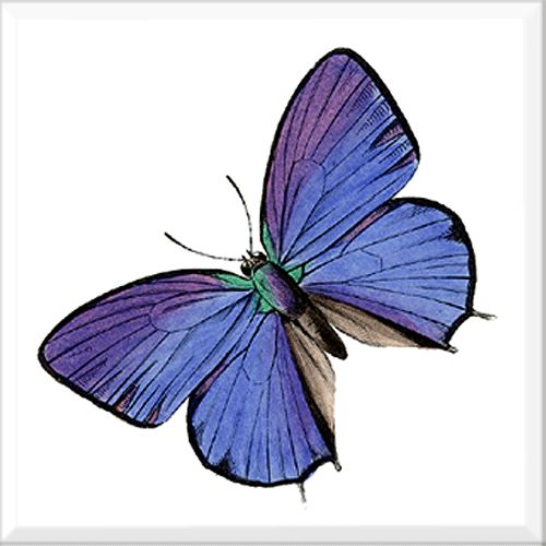 Butterfly 14