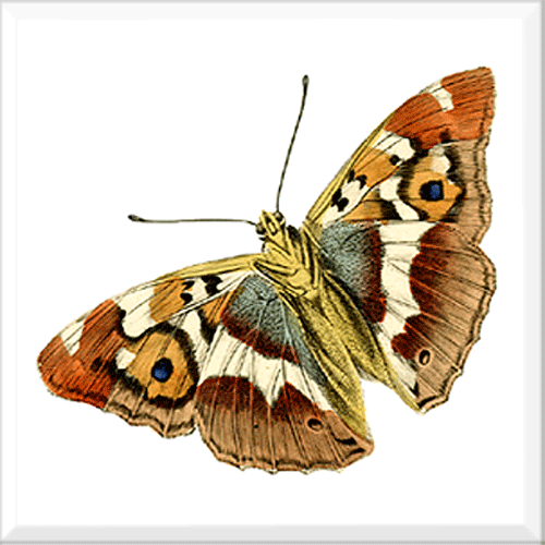 Butterfly 4