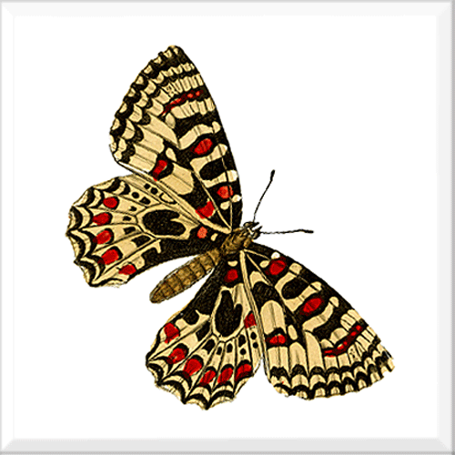 Butterfly 5